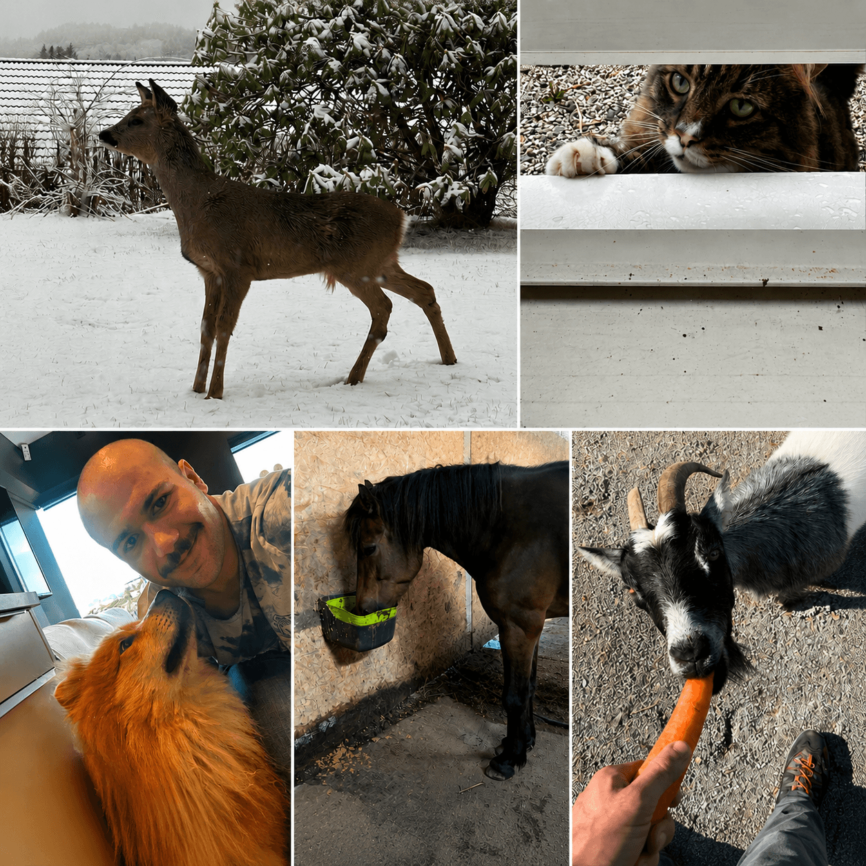 Collage of a deer in snow, a cat, man with dog, horse, and goat eating.