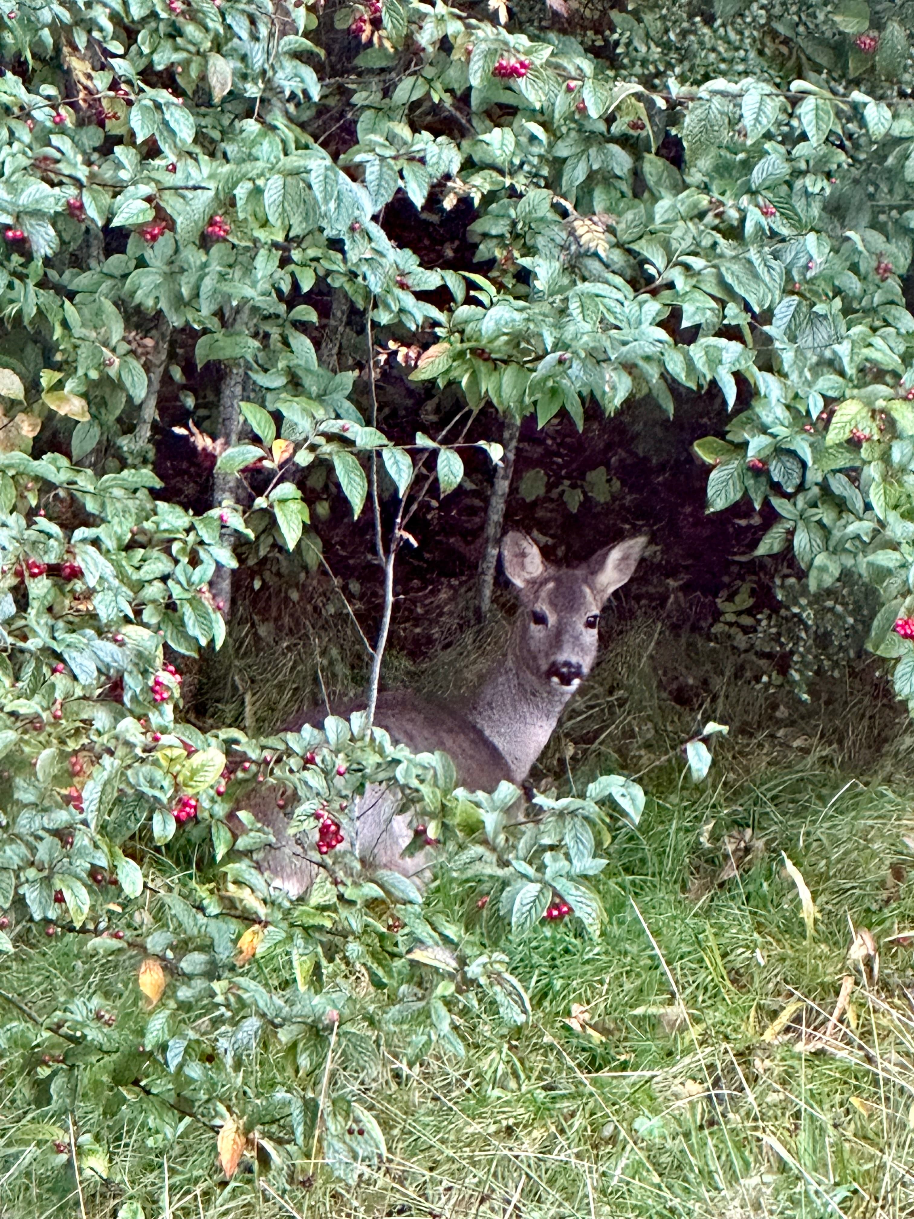A deer peeks out from under a leafy green bush with small red berries.