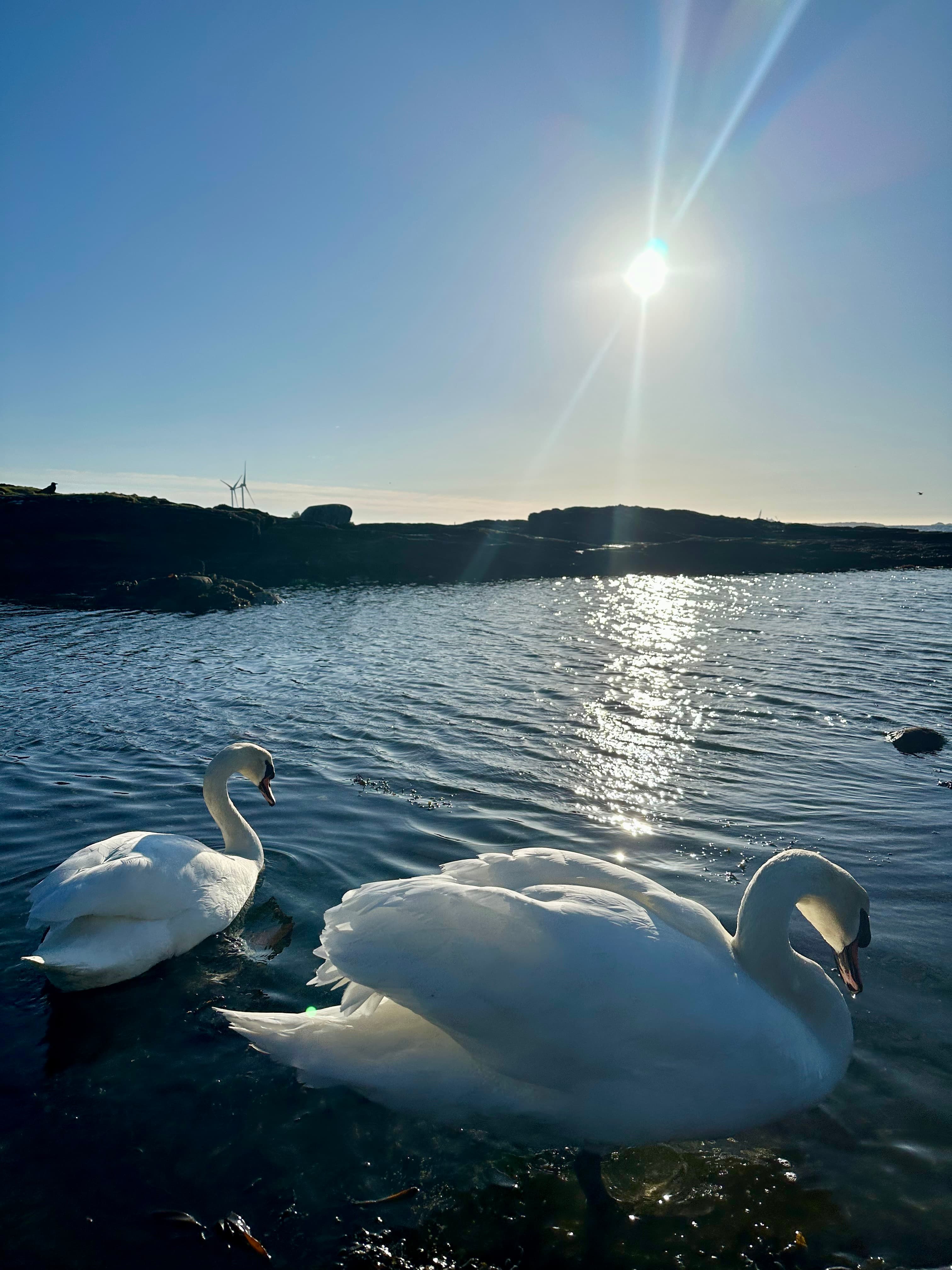 Two white swans swim on sparkling water under a bright sun near a rocky shore.